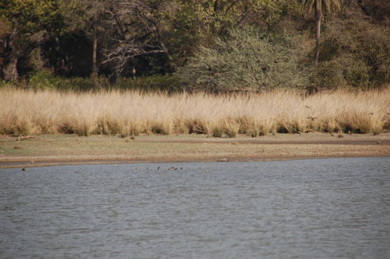 da hinten liegt der Tiger...meinte der Guide