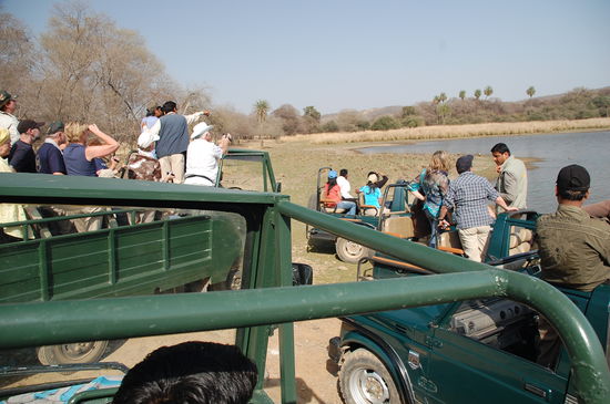 die Jagd auf den Tiger