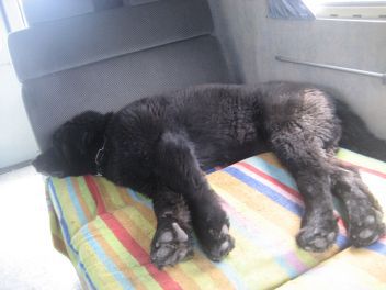 Unser schlafender Hund