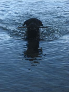 Ceddy beim Schwimmen