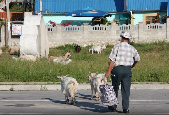 Früh am Morgen am Kloster werden jeweils zwei bis drei Ziegen am Fussballplatz abgeliefert um dann gemeinsam den Tag zu verbringen