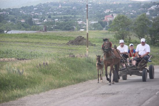 Und wenn der Wagen noch nicht allzu beladen ist, werden die Fohlen gleich schon mal an das Laufen gewöhnt