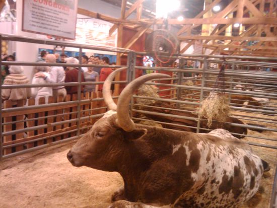 und das ist ein texanisches Longhorn!