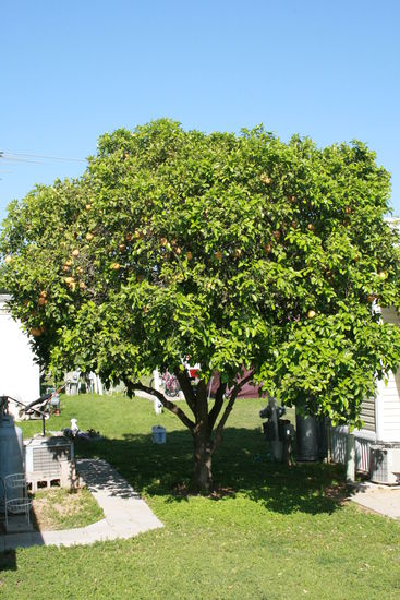 der Grapefruit-Baum =)