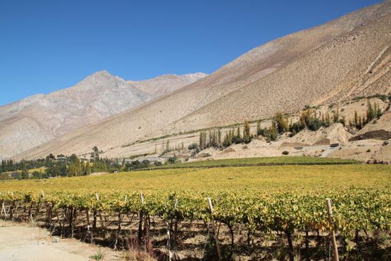 Weinberge im Valle Elqui