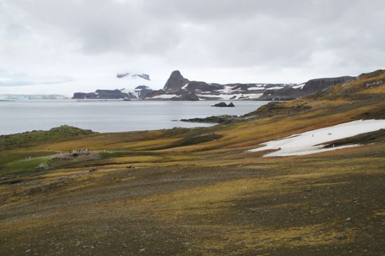 Fauna auf Aitcho Island