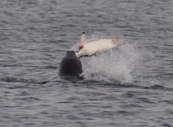 Seeleopard bei der Arbeit