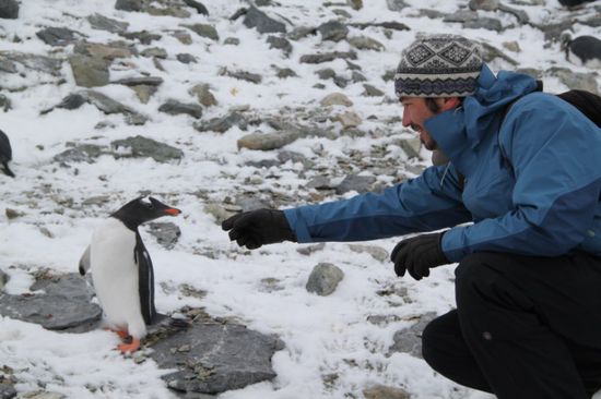 Erstkontakt mit Pinguin