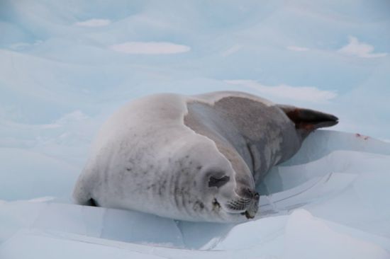 marmorierte Hundsrobbe