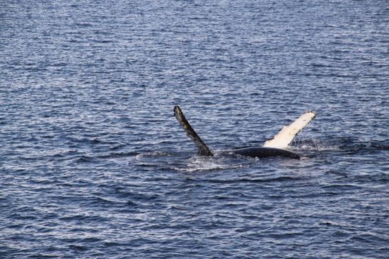 Buckelwal ist langweilig