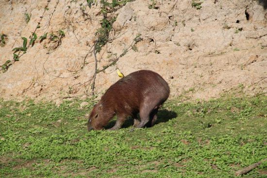 Capybara mit Mitbewohner