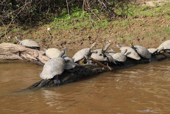 Wasser-Schildkroeten