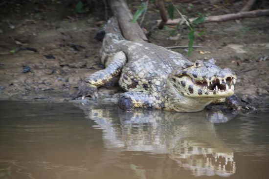 schlafendes Krokodil