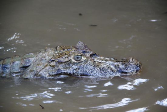 sehr wachsames Krokodil