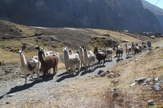 Kartoffel-Transporter