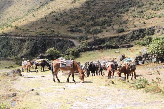 Maulesel-Transporter