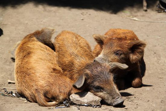 Alles gut gegangen, Schwein gehabt!