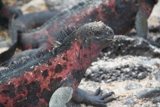 Meerechse mit Sieben-Uhr-morgens-Blick