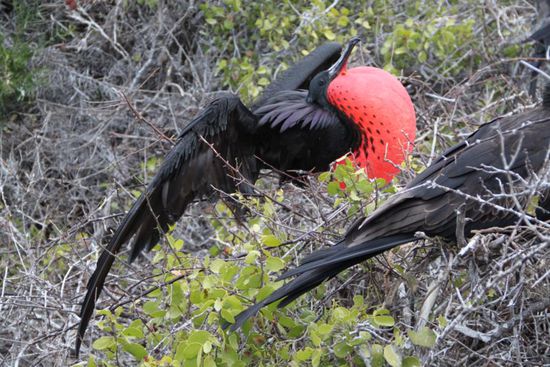 aufgeblasener Fregattvogel