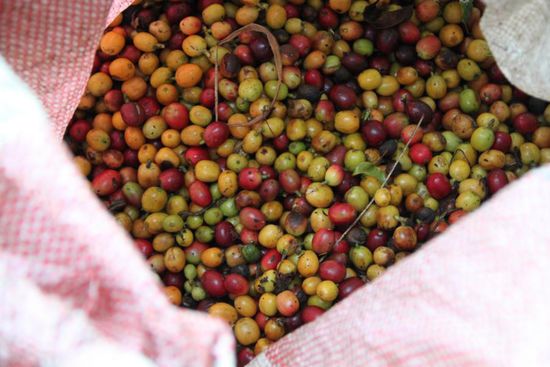 Frisch von der Plantage