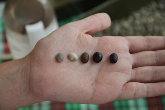 Gruene Bohne bis dunkel geroestet