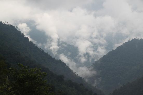 Dampfender Dschungel