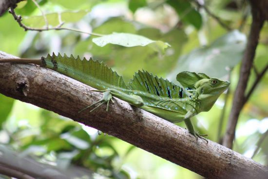 Leguan