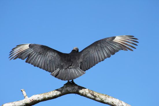 Adler-Geier-oder-so