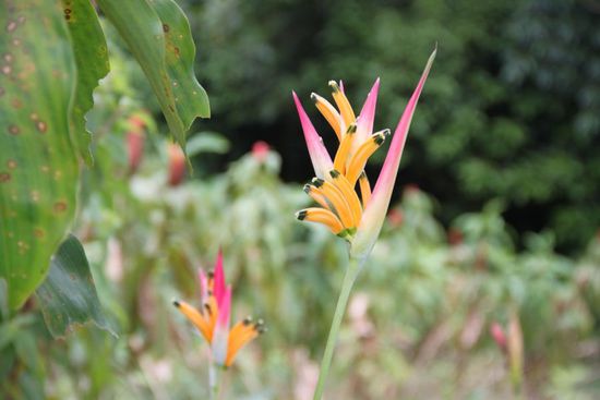 Wilde Orchidee