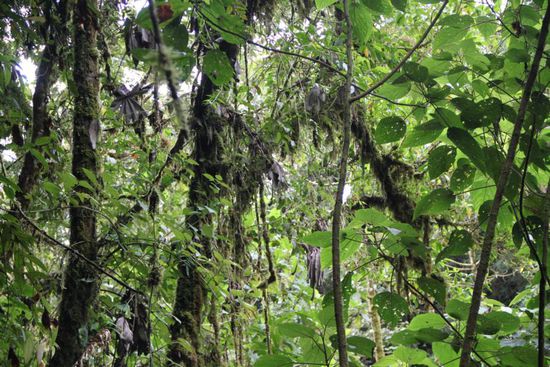 Parasiten und Epiphyten