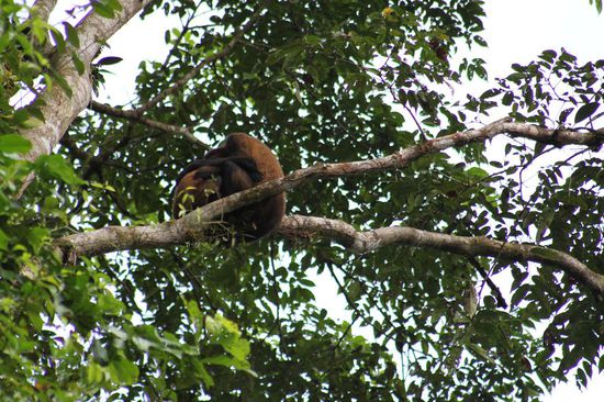 Klammernde Klammeraffen