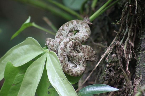 Giftschlange in Lauerstellung