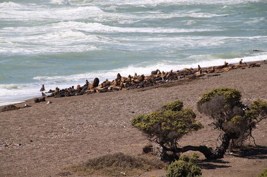Seelöwen-Kolonie an Punta Norte