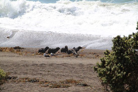 Junge Seelöwen bei Flanieren am Strand