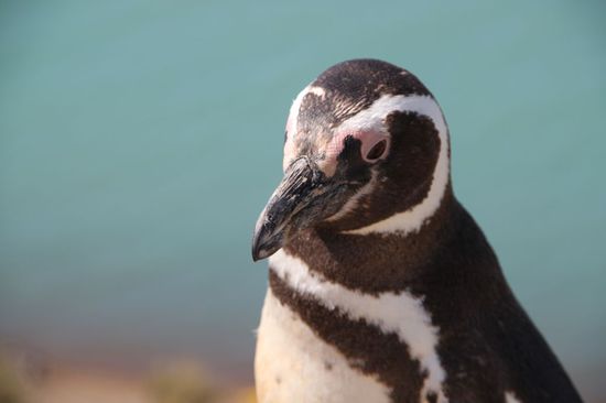 Auge in Auge mit einem Magellan-Pinguin