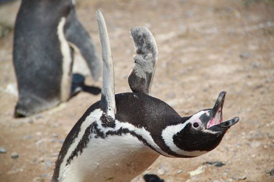 Selbstreinigung per Schütteln