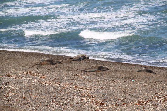 Faulenzende See-Elefanten