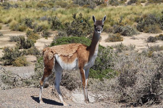 Guanako, eine Lama-Art