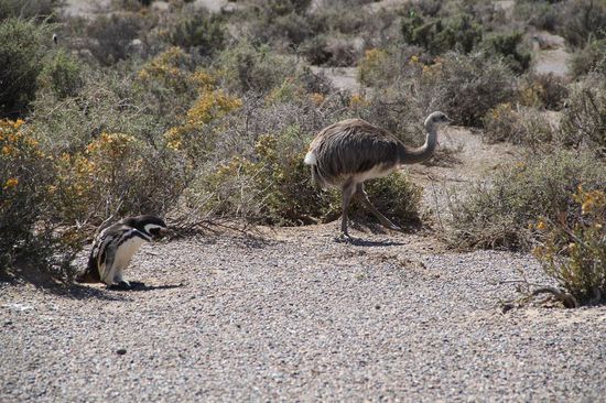 Pinguin verfolgt ein Nandu