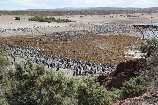 Unzaehlige Pinguine am Strand