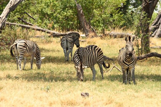 Zebrastreifen