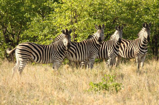 Posende Zebras