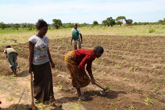 Unkraut hacken im Mais