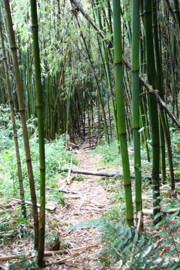 Eingang zum Bambuswald
