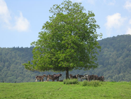 Esel im Schatten des Baumes während der Mittagshitze