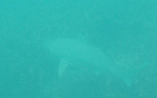 Hob i oft a wengal an Haifisch gseng