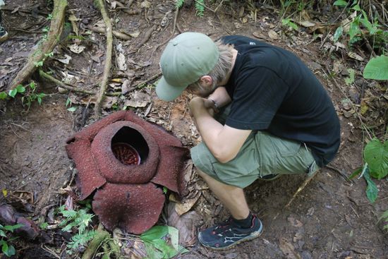 Rafflesia und Steve