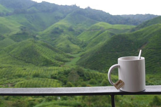 Ein wirklich frischer Tee