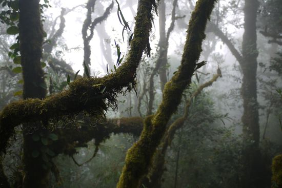 Moos an allen Bäumen