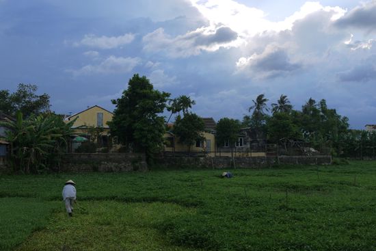 Reisanbau, mitten in der Stadt